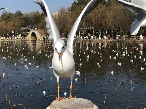 昆明豐澤園怎么走：誠心攻略與探問之旅